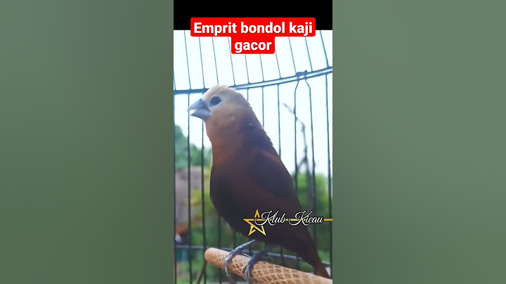 burung emprit bondol kaji gacor