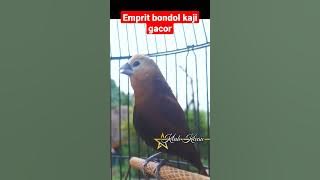 burung emprit bondol kaji gacor