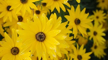 4K Yellow Flower Background