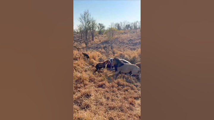Hyena Distracted From Eating Hippo Ambushed By Lion #shots