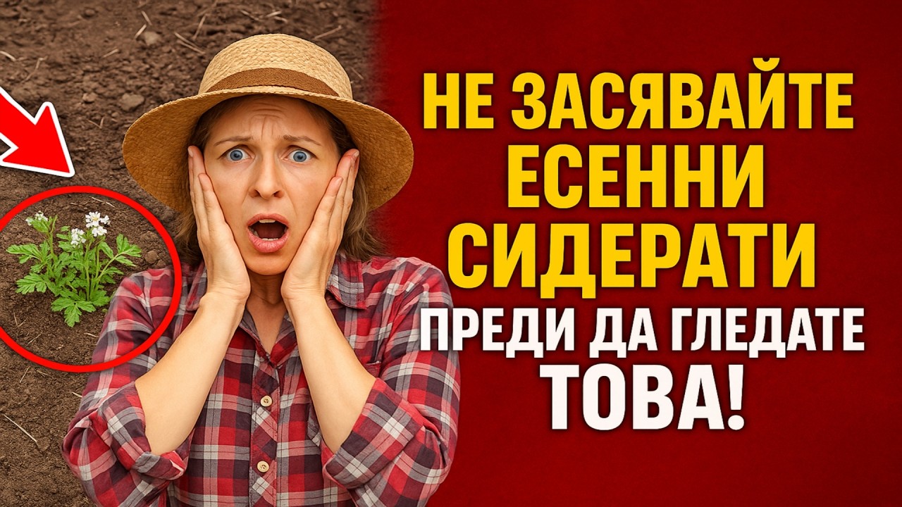 Не засявайте есенни сидерати, преди да гледате това! 5 фатални грешки, които ще убият почвата ви.