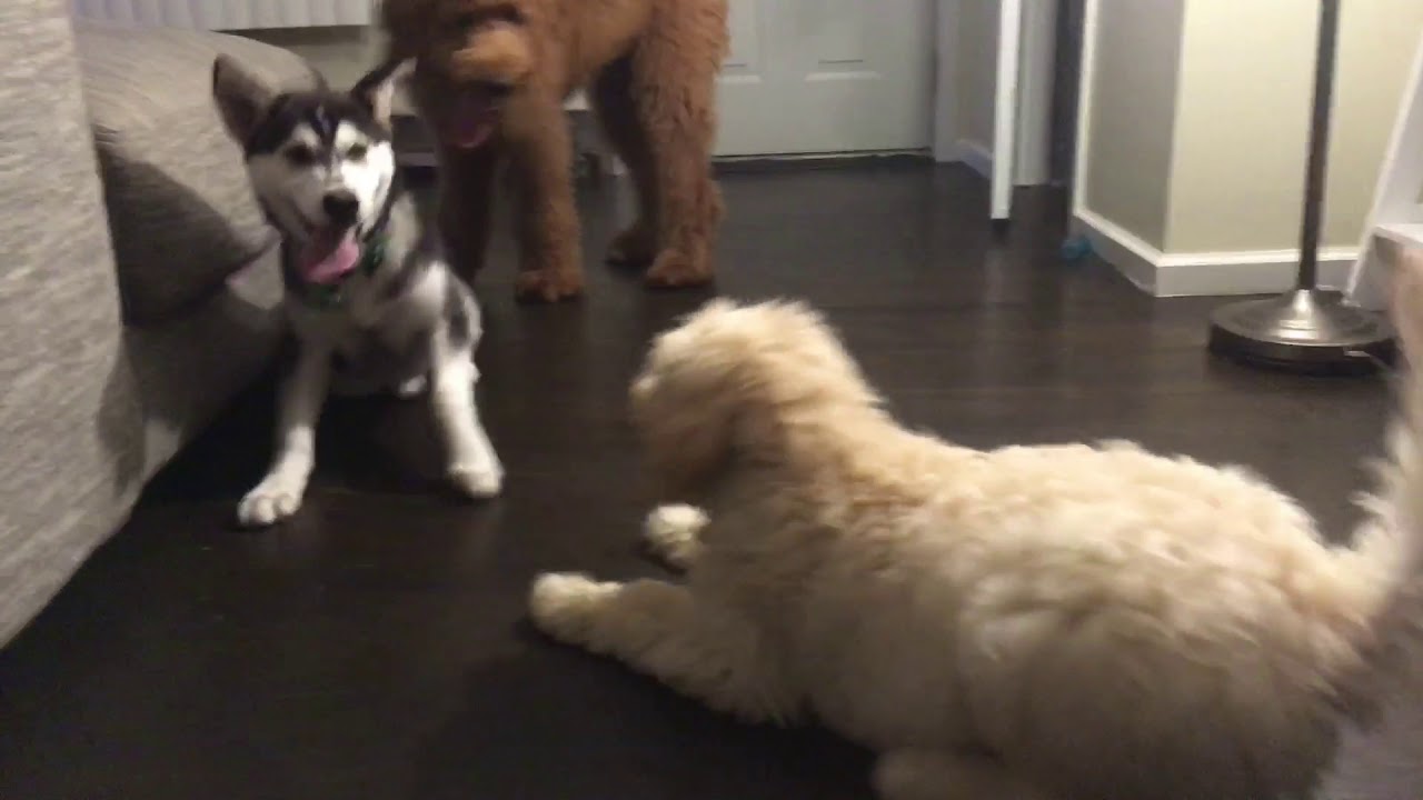 pomsky vs 2 Golden doodle