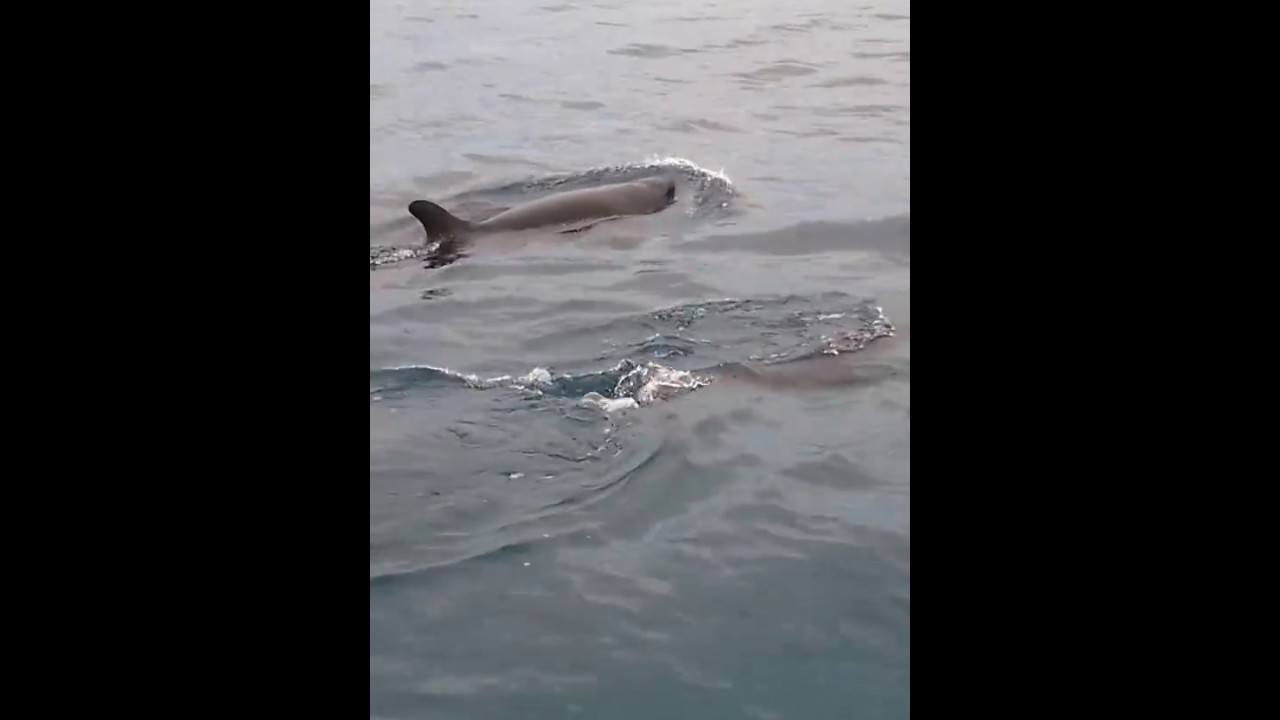 costa maya False killer whales swimming near caño island, Drake Bay