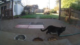 KiKi Panther makes a quick visit to the patio one morning! (mMc 2537)