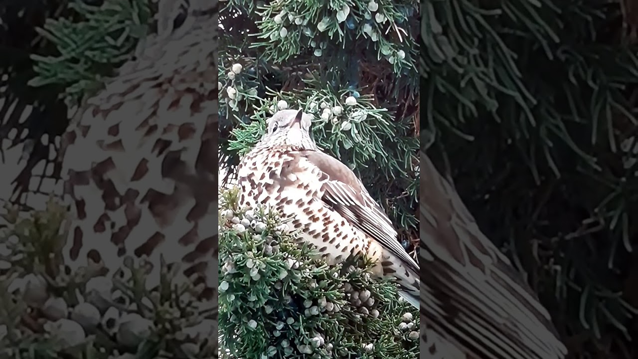 #shorts_video_youtube