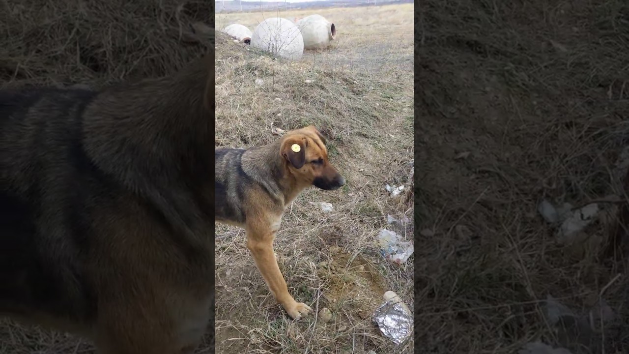 naturalybourndogs | Схрон