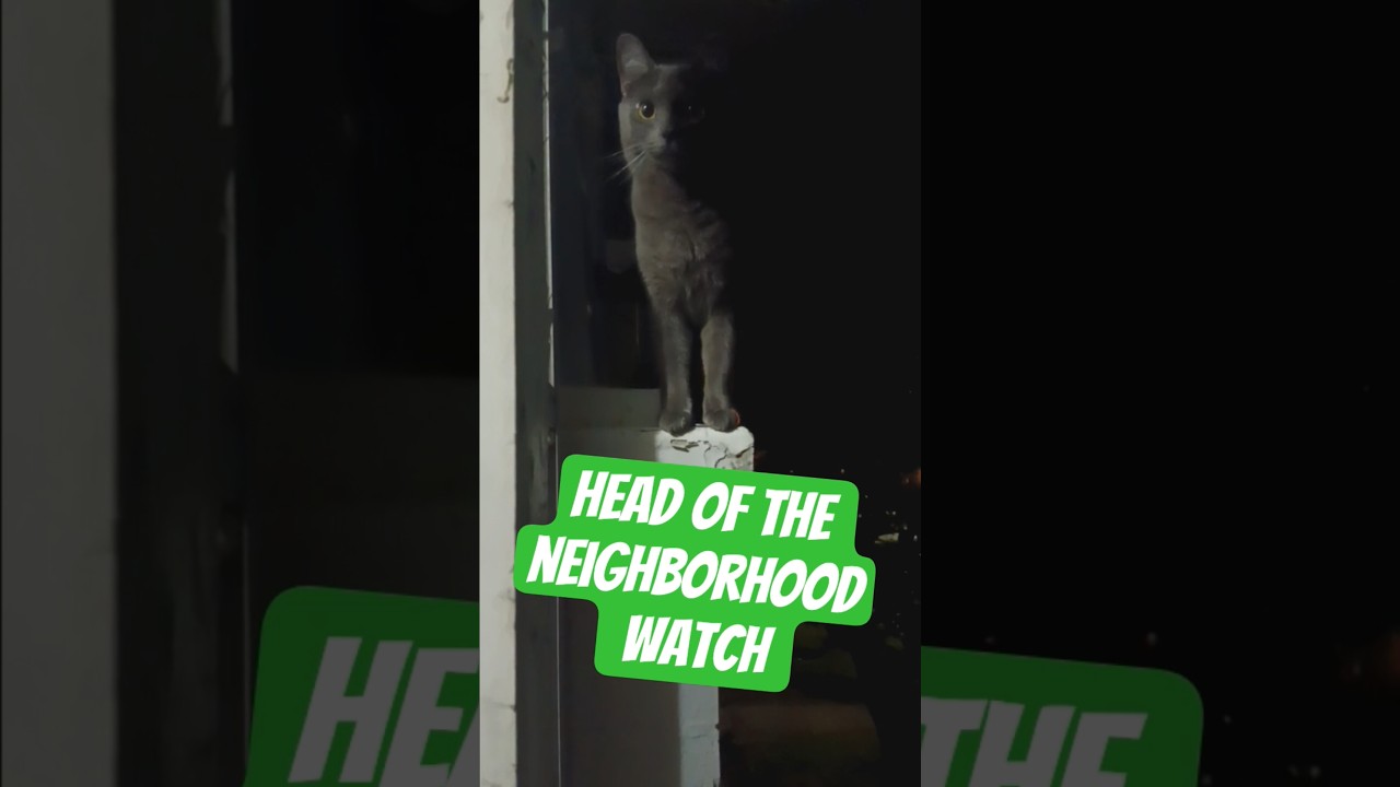 Ranger thinks he's a street cat at night. 😂    