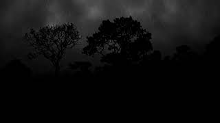 Sleep and Meditate with Forest Rain - 10 Hour Rain Ambience Without Thunder and Without Distractions