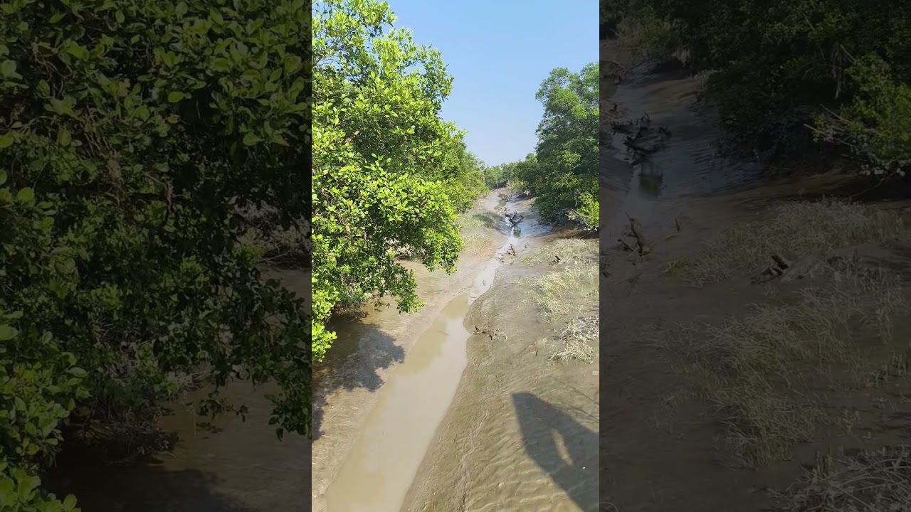 সুন্দরবনের ভিতরে করমজল | বাগেরহাট খুলনা সুন্দরবনের অপরূপ প্রকৃতি 🌿 🦌 #Shorts