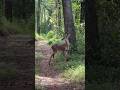 Good morning from our forest friends 🦌☀️