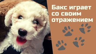 Бакс играет со своим отражением