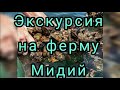 Экскурсия на ферму мидий/ Granja de mejillones