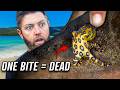 Australia's 5 Most Deadly Animals 🐍