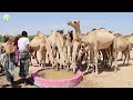 Haayadda Alraxma Oo Ceelbiyood Kahirgalisay Degaanka Xidhcaday Ee Degmada Madheera Gobolka Saaxil