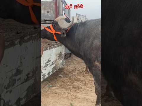 شفج لوزن ماشاء الاه تلكاه بصفاه البصرة