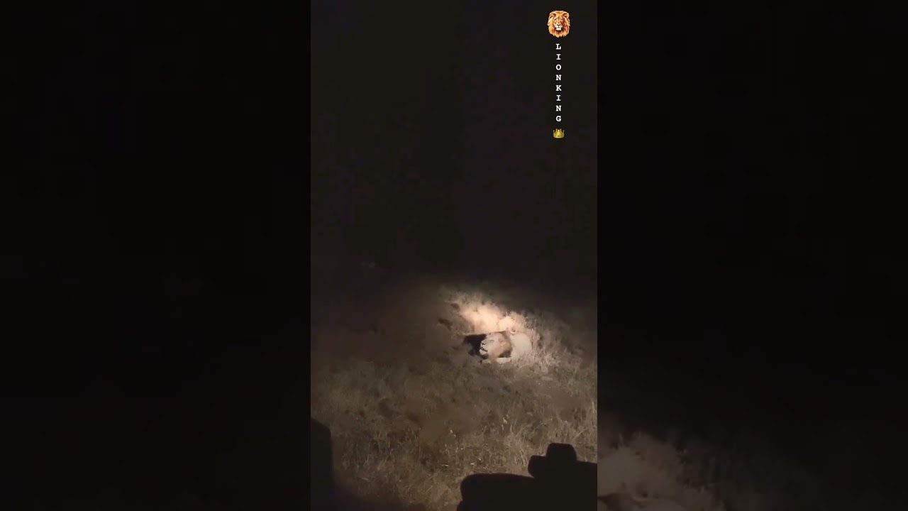 Roaring The wild vibrates at night 