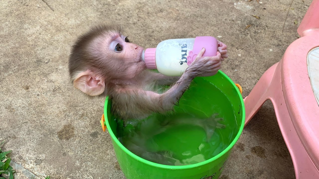 Little Puppy Drink ​Koko Soak In Hot Water