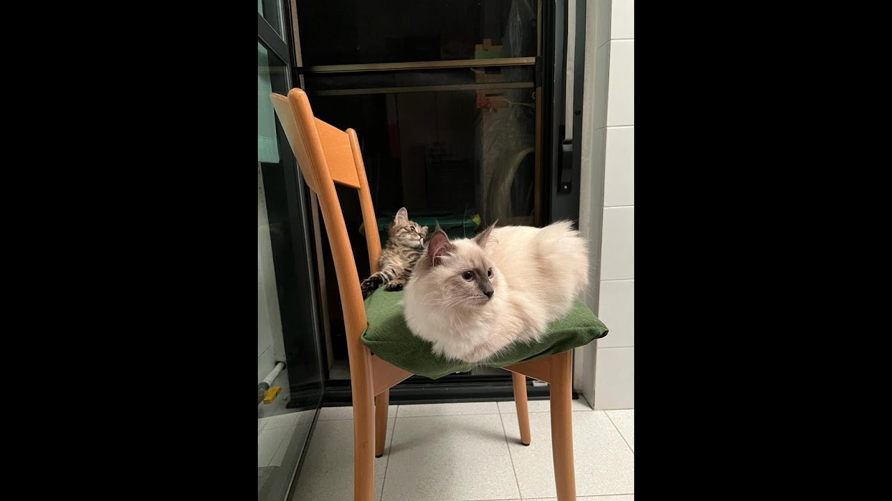 They share a chair in an extremely cringe way 😂🤣 