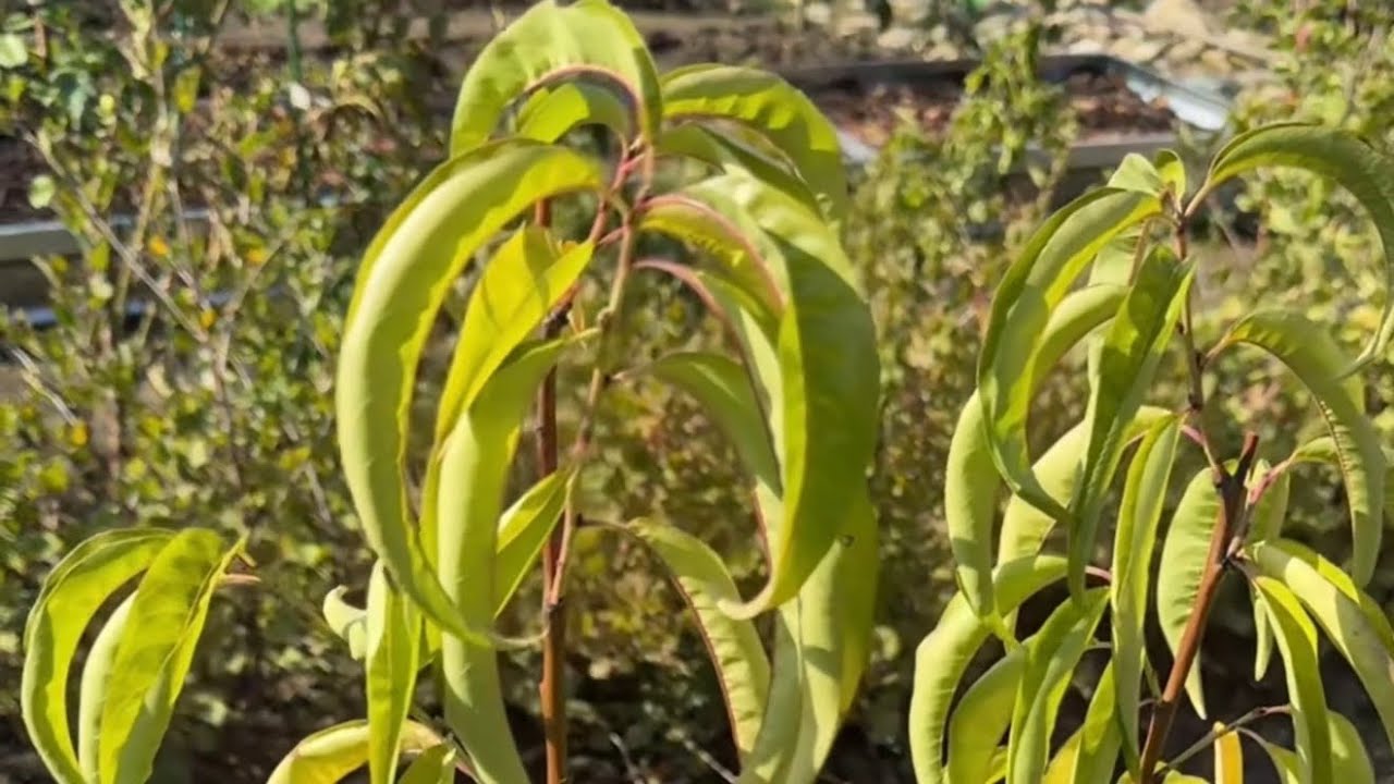 Персики, нектарины, инжирные сорта - рассказываю про свои деревья