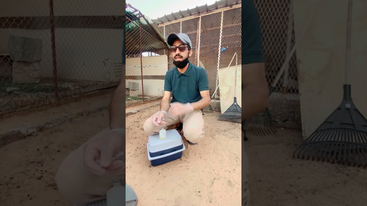 أهم تطعيمات الأرانب :-