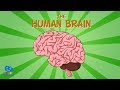 The human brain  educationals for kids