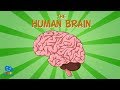 Understanding the Brain