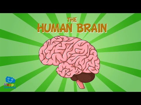 The Human Brain | Educational Videos For Kids