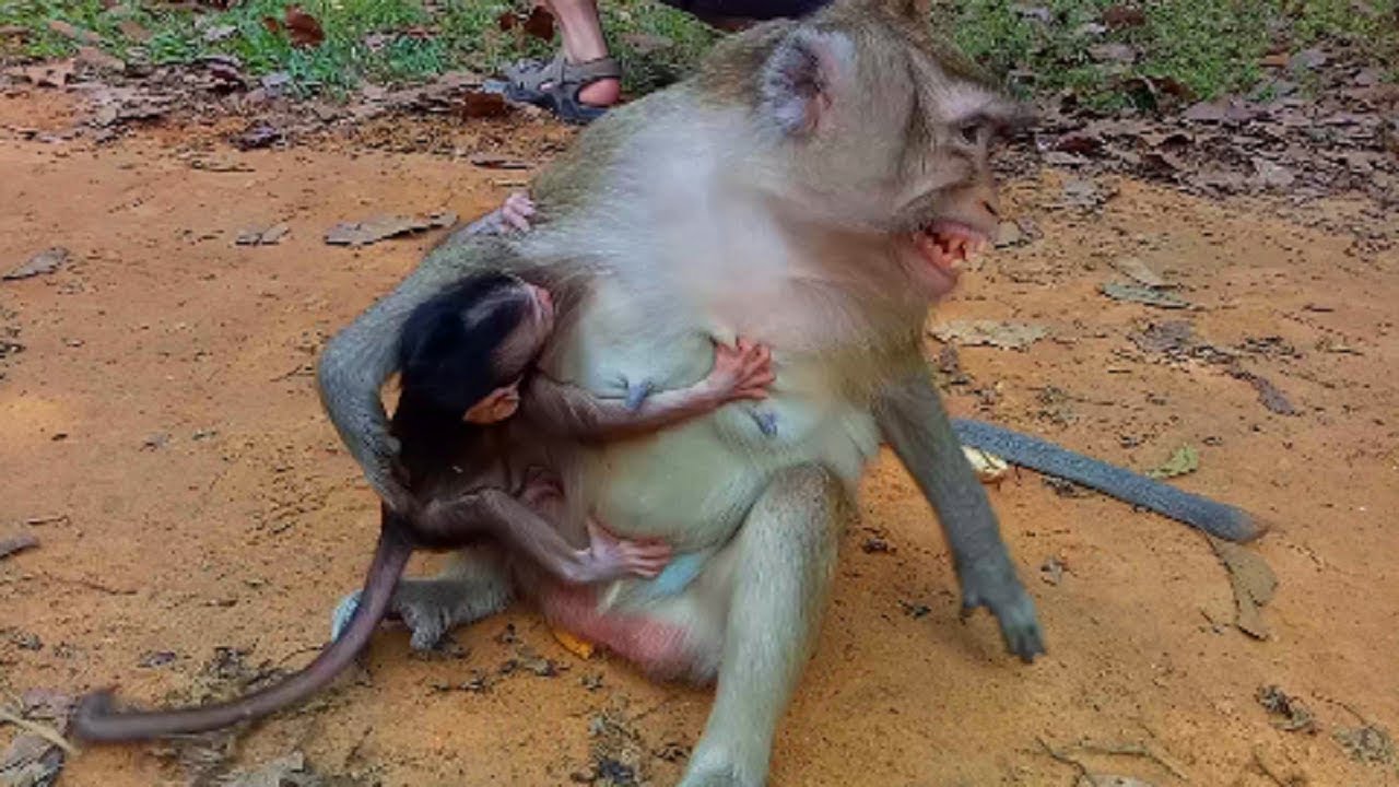 Break Heart When See Baby Hurt | Cruel Mum Very Bored & Not Breast Milk Baby | Baby Hungry Much