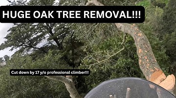 17-Year-Old Takes Down MASSIVE Oak Tree Like a Pro!