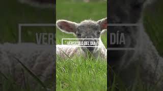 Textos Bíblicos para JÓVENES (LA CLAVE PARA VIVIR FELIZ) 🙌🏻😀