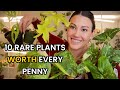 10 rare plants worth every penny  uncommon houseplants that you will love