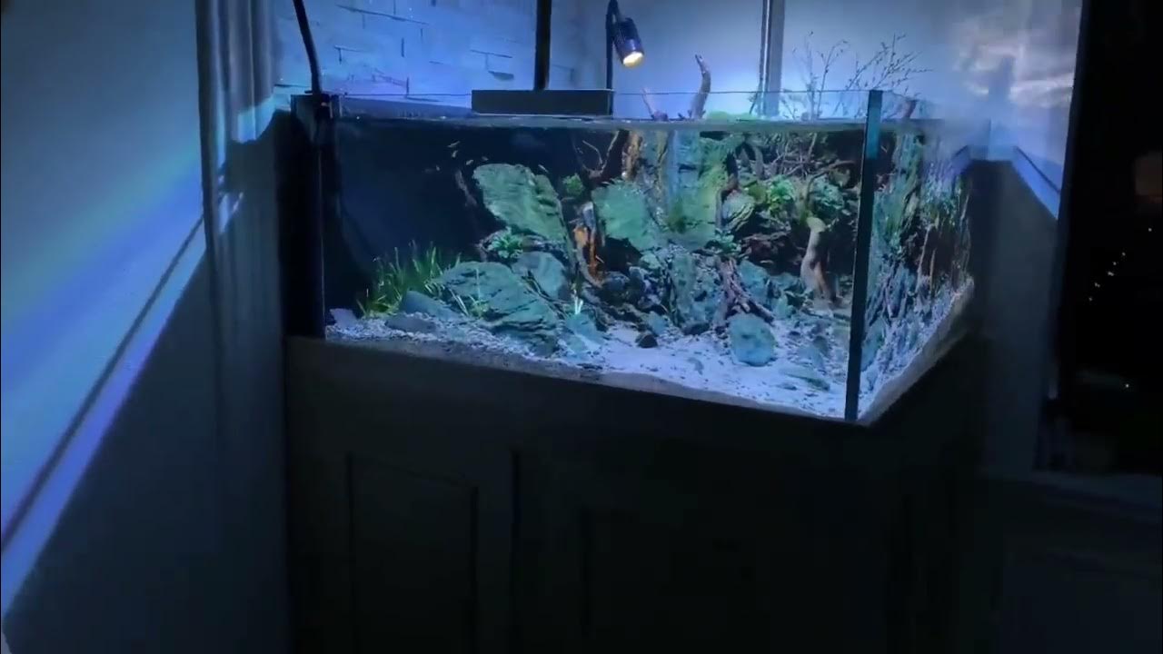 The Aquatic Evolution 60 Gallon Square Fish Tank Redefines Modern