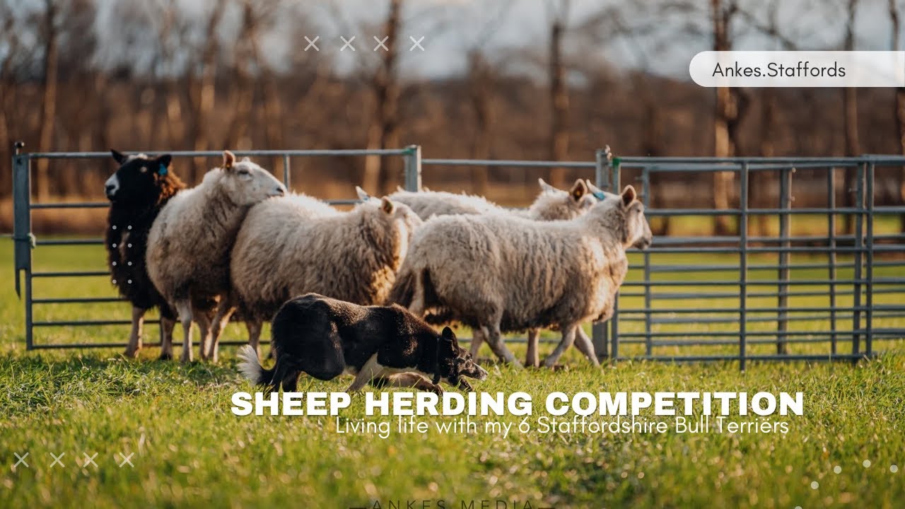 Sheep herding competition weekend