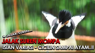 JALAK SUREN GACOR MOMPA - ISIAN VARIASI - COCOK UNTUK MENGATASI JALAK MACET