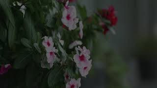 sample LUMIX「DC-S1H」-AV Watch