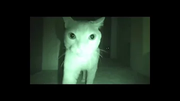 ¿Qué hacen los gatos de interior por la noche?