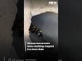 Arizona rescue team reunites ducklings with mother | FOX 10 Phoenix