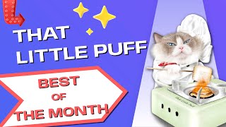 That Little Puff | Best Of The Month! | November 2022