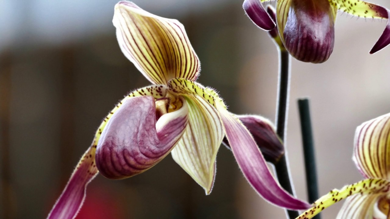 Manitoba Orchid Society - “Spring into Orchids” - 2017