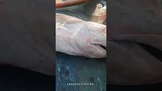 வலுவன் சுறா மீன்viral sea fish fisherman fishing trending seafood shots cooking