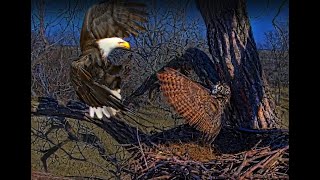 Bonnie And Clyde Hijack The Eagle Nest!