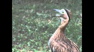 Download lagu Alcaraván Venezolano / Double Striped Thick Knee  / stone-curlew