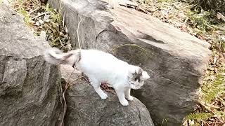 What are The Himalayan litter sands for cats? | Sikkim Tour | Funny Cats