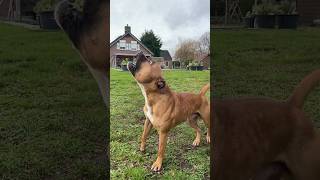 Highjump And Hangtime Training For My Staffordshire Bull Terrier