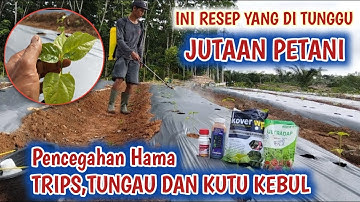 KRITING DAUN DAN VIRUS KUNING HARUS DI CEGAH SEJAK DINI