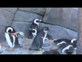 A penguin sneezes
