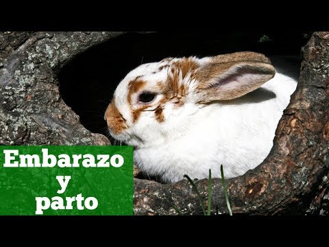 Video: Cómo dar un huevo calentado sin una incubadora