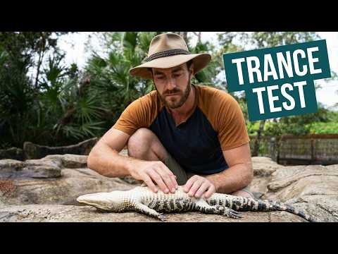 How to Hypnotize an Alligator!