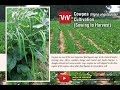 How to cultivate cowpea (Vigna unguiculata)