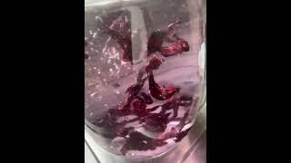 Hibiscus And Clove Tea Benefits hibiscustea clovetea tealovers